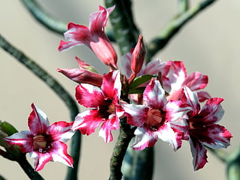 adenium Obesums, flowers, adeniums, petals, bloom, blossom, flora, nature, flower, adenium, adenium Obesumn