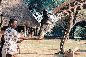 persona che alimenta la giraffa, uomo adulto, Parco della fauna selvatica all'aperto, Africa, stretta interazione, natura, giraffa, parco, alimentazione, interazione