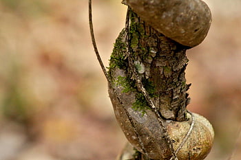 tree, vine, vines, texture, bark, nature, trunk, pattern, branch, elm
