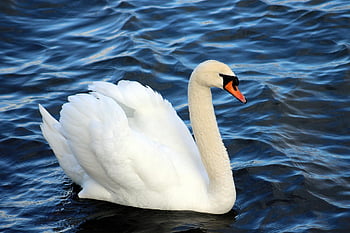 swan, water Bird, plumage, mute Swan, nature Wallpaper, hd Wallpaper, ornithology