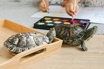 tartarughe, bambini che dipingono, vassoio di legno, creatività, pitture ad acquerelli, Attività artistica, arte per bambini, arte delle tartarughe, dipingere con le tartarughe, attività educativa
