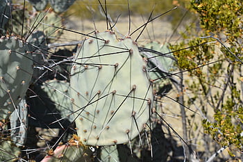 desert, big Bend, texas, landscape, scenic, park, national, big, bend, nature, sky