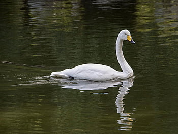 swan, white Swan, bird, animal, water, waterfowl, plumage, feathers, beak, fauna, swim
