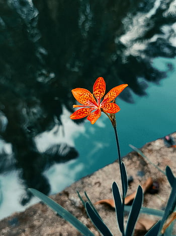Blackberry Lily Flower, vibrant blackberry lily, close-up shot, serene water body, Belo Horizonte, blooming flower, orange flower, nature photography, floral photography, water reflection, outdoor scene