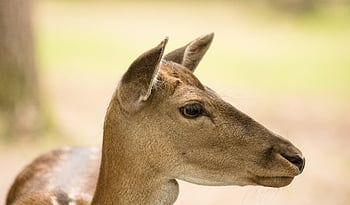 fallow Deer, mammal, animal, animal World, forest, forest Animal, nature, schwarze Berge Wildlife Park