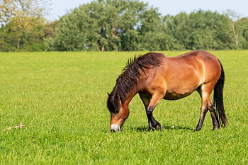 poník, kůň, pastvy, pole, hřebec, kobyla, zvíře, hříva, savec, jezdecký, koňský