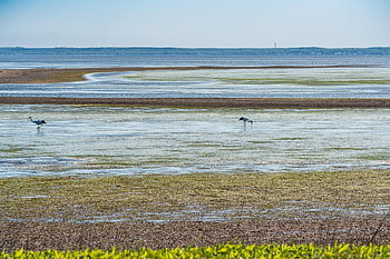 tidal Flat, red-crowned Crane, grus Japonensis, turn, crane, nature Background, landscape, endangered Species, foraging, eastern Hokkaido, beautiful Nature