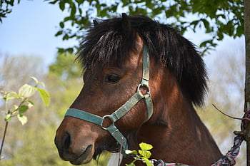 pony, shetland Pony, nature, mane Color Black, equines, ponies Gecko, complicity, mammal, mane, animal, horse Riding