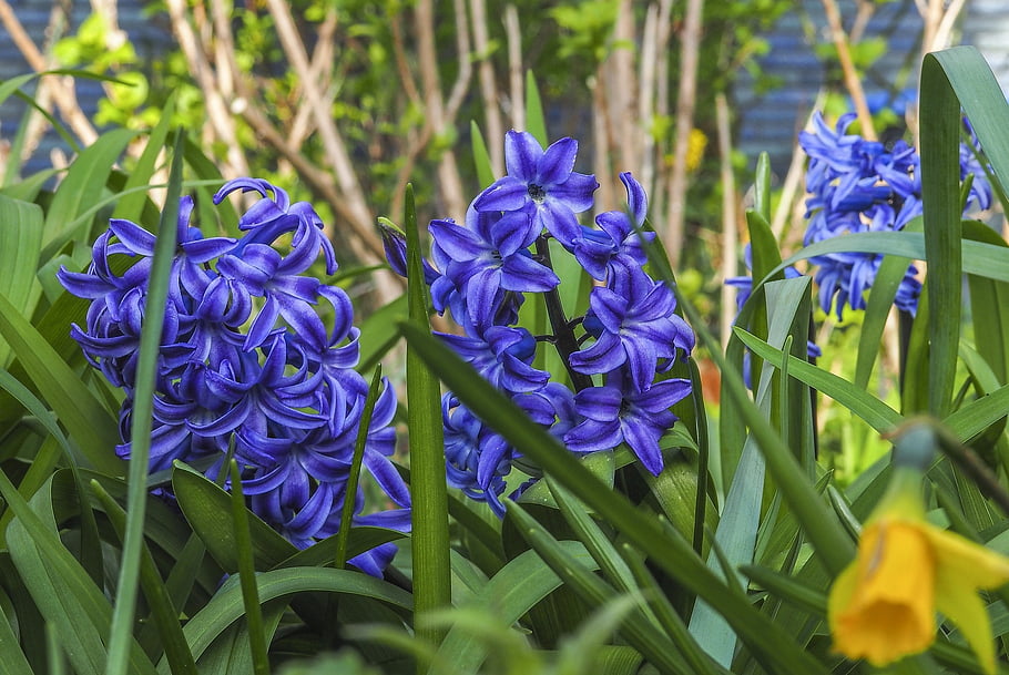 hyacinth, flower Wallpaper, flower, spring Flower, spring, blossom, bloom, scented Flower, close Up, deco, blue