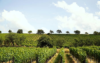 vinice, vinná réva, rostlin, révy, panoráma, krajina, Příroda