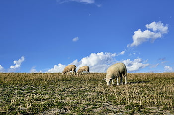 sheep, flock Of Sheep, grass, dike, meadow, pasture, wolf Down, animals, north Sea, ostfriesland, wool