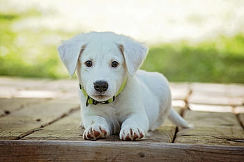 dog portrait, white puppy, cute dog, puppy photo, dog on deck, green collar, outdoor dog, puppy eyes, adorable puppy, puppy resting, puppy outdoors