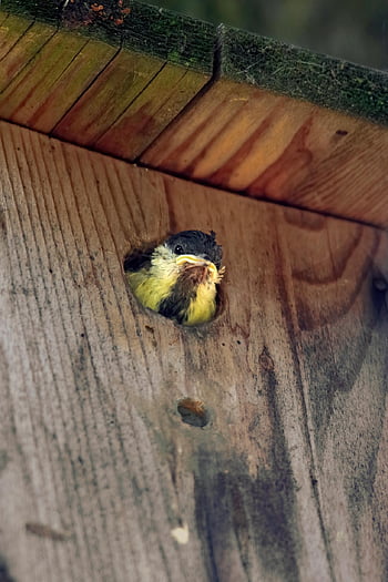bird, great Tit, parus Major, meisenmaus, young, flea, nest, animal, wild, beak, nature
