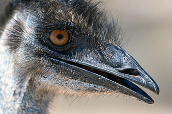 vogel, natuur, emoe, vogelkunde, soorten, fauna, aviaire, dieren in het wild, bek, dier, dromaius novaehollandiae