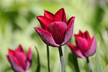 tulips, spring, garden, flora, spring Flowers, beginning Of Spring, spring Flower, tulip Field, blossoms, bloom, nature