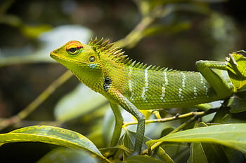 zielona jaszczurka, gad, zwierzę, dzikiej przyrody, tropikalny, kolorowy, Zielony, Natura, kreatura, kameleon, jaszczurka