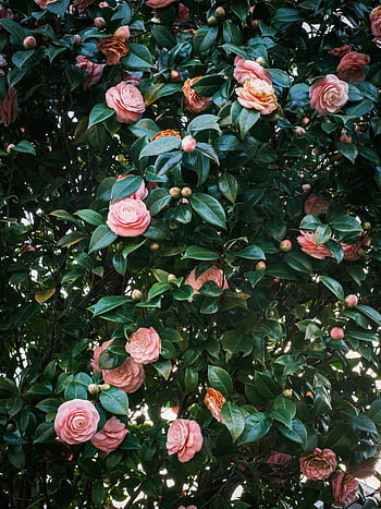 ดอกเคมีเลีย, Camellia เบ่งบาน, สวนดอกไม้, สวนอันเงียบสงบ, ดอกเคมีเลียสีชมพู, ดอกไม้สวย, ไม้พุ่มดอกไม้, พุ่มไม้ดอกเคมีเลีย, การจัดสวน, ดอกไม้บาน, บุปผา Camellia