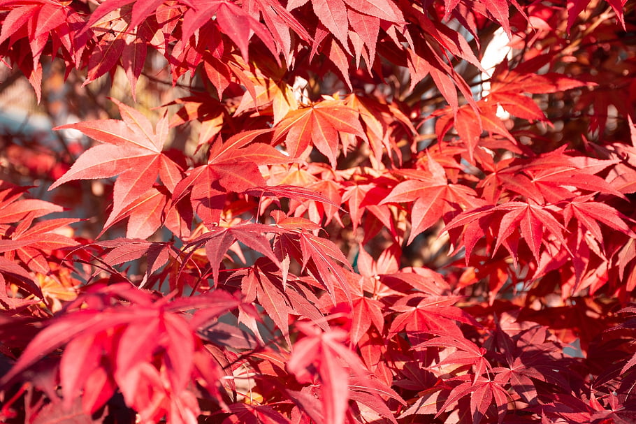 autumn, autumn Forest, red, red Leaves, red Leaf, leaf, fall, fall Leaves, fall Aesthetic, sun, flare