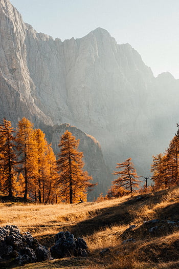 autumn landscape, golden trees, Julian Alps, Slovenia, Europe, vibrant trees, rocky mountains, breathtaking scene, fall scenery, mountain view, autumn colors
