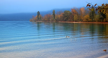 lago thun, alberi, anatre, autunno, acqua, natura, silenzioso, nebbia, silenzio, Svizzera