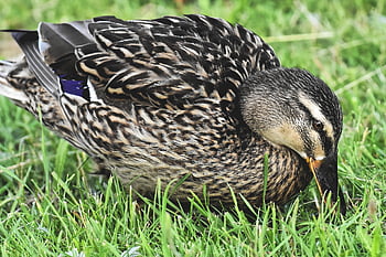 Stockente, Geflügel, Vogel, Wasservogel, Entenvogel, Tier, Schnabel, Ente, Natur, Gefieder, Wasser