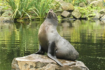 sello, naturaleza, piedra, criatura, acuático, depredador, piel, agua, animal, zoo, fauna