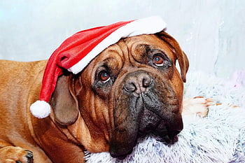 animal, bordeaux, canine, dog, dogue De Bordeaux, french, christmas, mammal, mastiff, pet, puppy