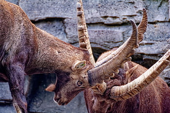 ibex, mountain Goats, water, animals, wildlife, nature, fighting