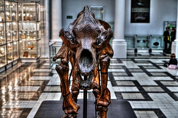 muzeum, geologie, kostra, dinosaurus, exponát, paleontologie