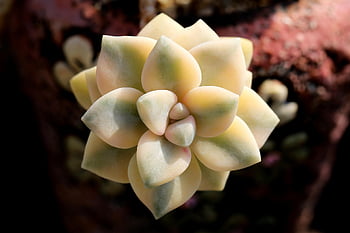 succulents, fleshy, succulent, succulent Plant, cactus, houseleek, sempervivum, garden, flower, plant, flower Garden