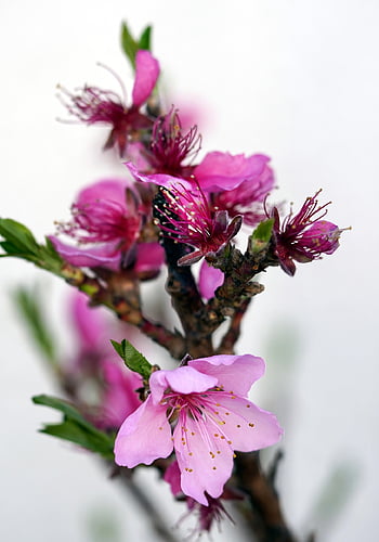 flowers, petals, flower Background, beautiful Flowers, buds, flower Wallpaper, pistils, tree, blossom, bloom, spring