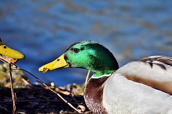 eend, natuur, wilde eend, vogel, mannetjeseend, mannetje, waterwild, watervogel, dier, Bill, bek