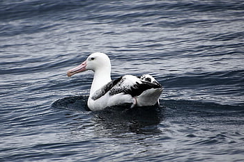 Royal Albatross, pták, zvíře, volně žijících živočichů, peří, Příroda, pozorování ptáků, Nový Zéland, jižní ostrov, kaikoura