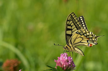 motýl, rybinou, papilio machaon, květinové tapety, lepidoptera, květinové pozadí, entomologie, motýlí křídla, krásné květiny, opylování, květ