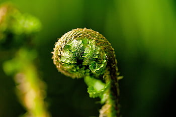 fern, nature, green, leaves, plant, flora, growth, botany, development, texture, close Up