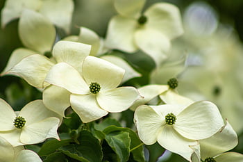 Hartriegel, Blumen, Blumentapete, Baum, Blütenblätter, blühen, schöne Blumen, Natur, Blumen Hintergrund, Nahansicht, weiße Blumen