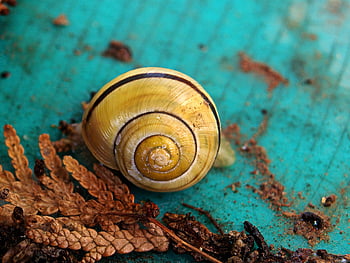 snail, mollusk, shell, spiral, texture, plastic Water Barrel Surface, yellow, close Up, yellow Band Snail House, brown Yew Leaves, brown
