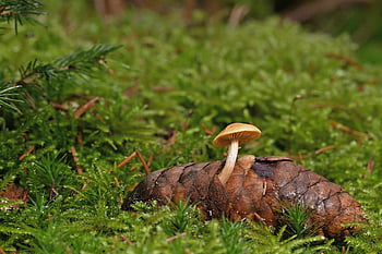 houba, rostlina, šiška, muchomůrka, mykologie, les, mech, divoký, Příroda