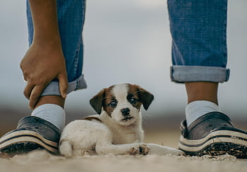 Jack Russell, Hund, Hündchen, Tier, Natur, süß, Haustier, spielen, Baby