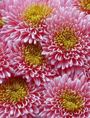 ai Generated, chrysanthemum, flowers, flora, to Flourish, floral Background, unreal, yard, background