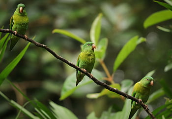 parrocchetti, appollaiati, ramo, verde vibrante, fauna selvatica tropicale, Panama Jungle, Tre parrocchetti, fotografia naturalistica, scena della natura, fotografia di uccelli, parrocchetti verdi