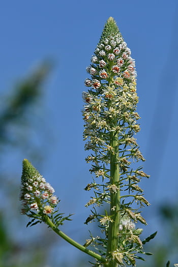 flowers, plant, flora, inflorescence, spring, bloom, blossom, field, white, botany, nature