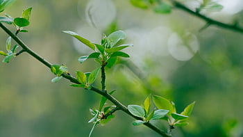 Baum, Ast, Natur, Blume, Knospe, Hintergrund, frisch, natürlich, Jahreszeit, Frühling, Frische