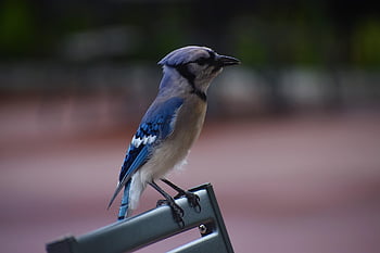 blue jay, mladý pták, modré ptáky, Příroda, Lavička v parku, portrét, detail, krása, pozorování ptáků, zvířat, volně žijících živočichů