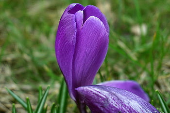 krokus, květ, nachový, krásné květiny, šafrán, flóra, květinové tapety, rostlin, fialový, zahrada, barva