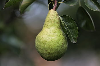 pear, fruit, williams Pear, pear Tree, nature, williams' Bon Chretien Pear, tree, summer, food