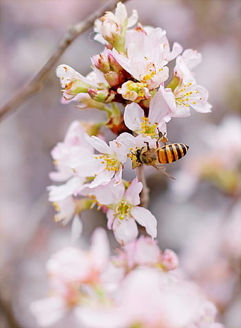 honeybee, pink-and-white flowers, cherry blossoms, springtime garden, pollinating bee, closeup photo, cluster flowers, pink flowers, white flowers, bee on flowers, spring flowers