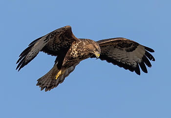 buzzard, bird, animal, common Buzzard, flying, soaring, wings, bird Of Prey, raptor, wildlife, predator