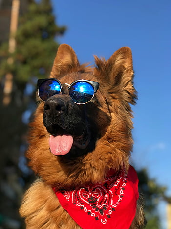 schæferhund, solbriller, bandana, solskinsdag, udendørs, Kalkun, brun hund, kølig hund, kæledyr mode, Dogtilbehør, sommer hund