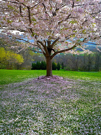 Green and Pink Leaf Tree, Green Grass Open Field, Day Time, Pink Flowering Tree, Spring Landscape, Outdoor Nature Scene, Blossom Tree, Natural Scenery, Floral Field, Tree in Bloom, Springtime View